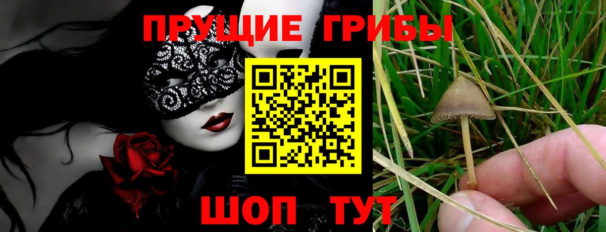 Псилоцибиновые грибы Psilocybine cubensis Лосино-Петровский